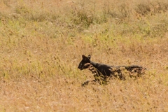 Leptailurus serval