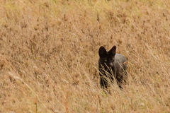 Leptailurus serval