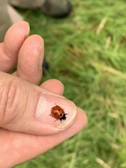 Coccinella septempunctata