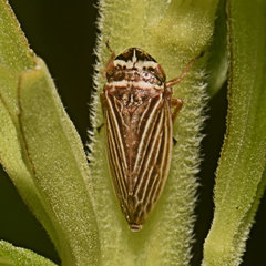 Aphrodes makarovi