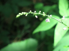 Hylodesmum podocarpum oxyphyllum