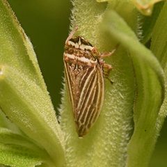 Aphrodes makarovi