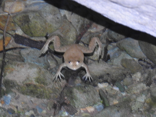 Arabian Five-fingered Frog, Euphlyctis ehrenbergii