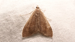 Mecyna asinalis