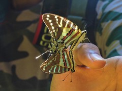 Graphium nomius
