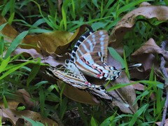 Graphium nomius
