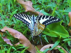 Graphium nomius