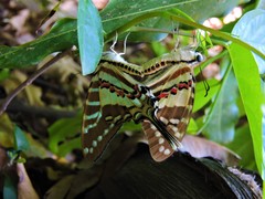 Graphium nomius