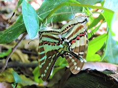 Graphium nomius