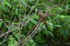 Flavescent Bulbul photo 3