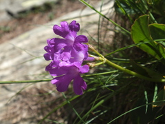 Primula pedemontana