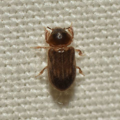Heterocerus fenestratus