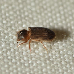 Heterocerus fenestratus