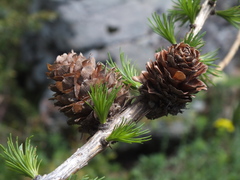 Larix decidua decidua