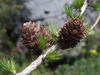 Alpine European Larch - Photo (c) Matthieu Gauvain, some rights reserved (CC BY-NC), uploaded by Matthieu Gauvain