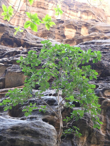 Ficus vasta, photograph 4