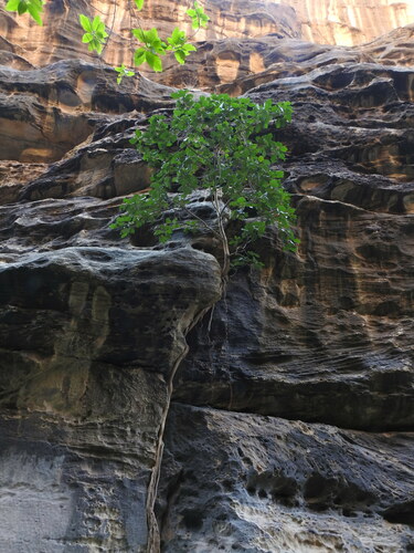 Image of Ficus vasta by (c) Hopeland, some rights reserved (CC BY)