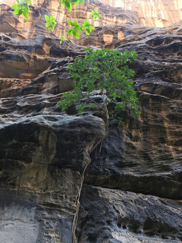 Image of Ficus vasta by (c) Hopeland, some rights reserved (CC BY)