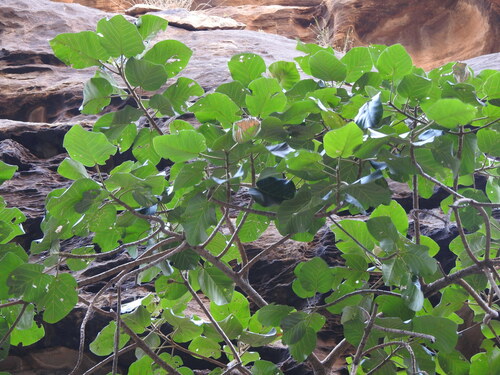Fig tree (Ficus vasta)