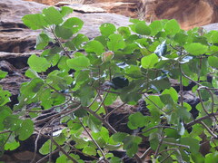 Ficus vasta, photograph (c) Hopeland, some rights reserved (CC BY)