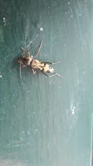 Chlorophorus annularis