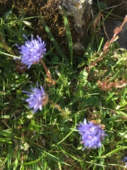 Jasione
