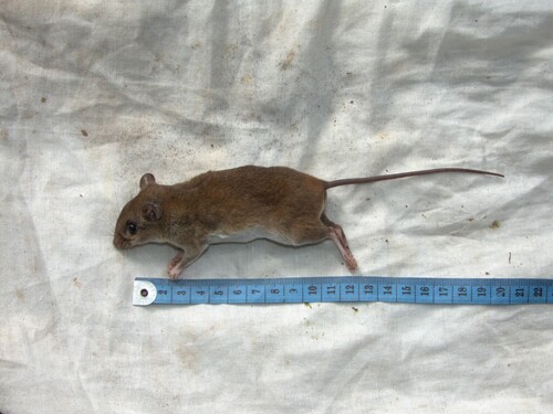 Paramelomys platyops observed 2024-11-17