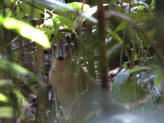Brown Dorcopsis photo 3