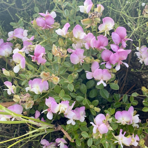 Wedgeleaf Capesweetpea (Podalyria argentea)