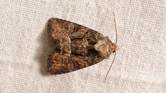 Oligia versicolor