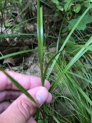Carex vestita