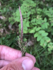 Carex vestita