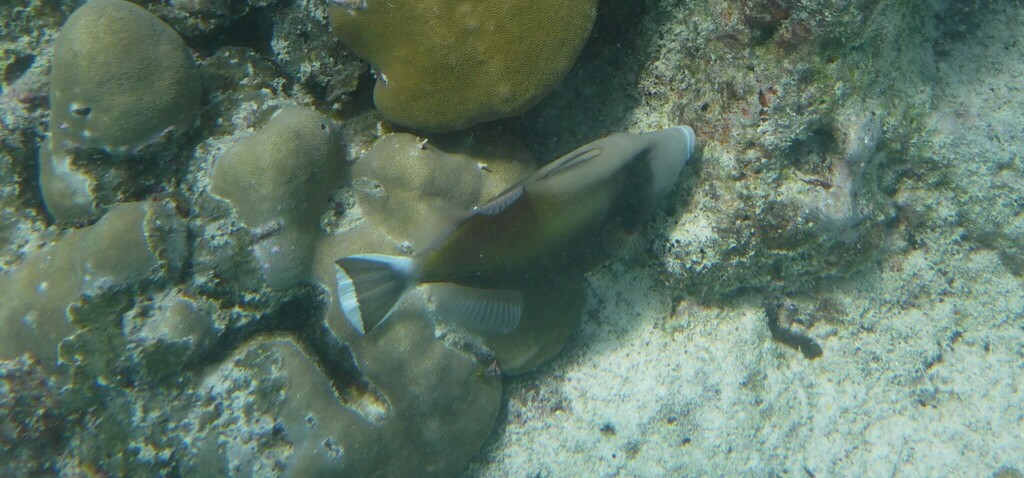 Black Triggerfish