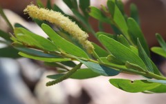 Acacia richardsii