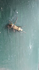 Chlorophorus annularis