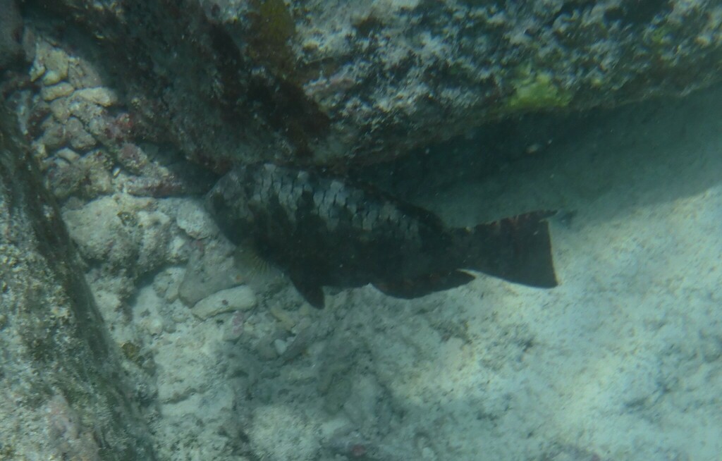 Carolines parrotfish