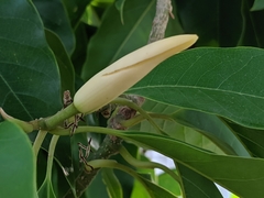 Magnoliaceae