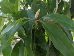 Magnoliaceae
