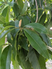 Magnoliaceae