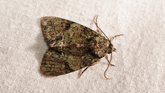 Polyphaenis sericata