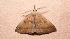 Pechipogo plumigeralis