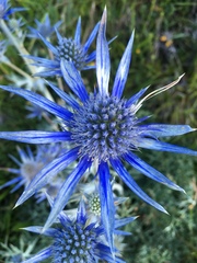 Eryngium bourgatii