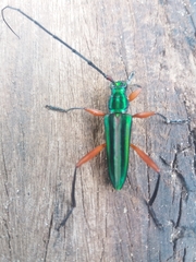 Mionochroma electrinum