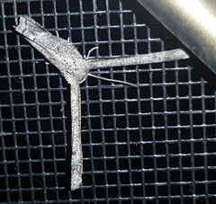 Phazaca interrupta