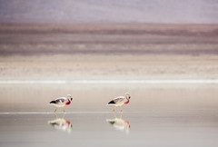 Phoenicoparrus andinus