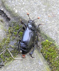 Nicrophorus humator