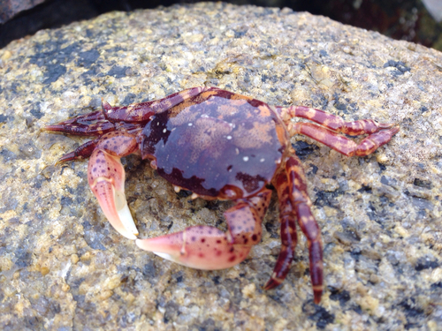 Asian Shore Crab, photo 5 of 10