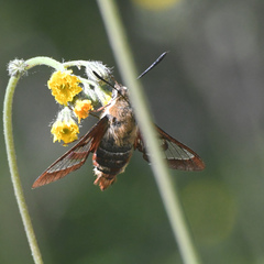 Hemaris gracilis