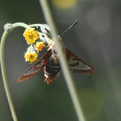 Hemaris gracilis