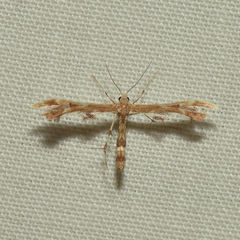 Geina periscelidactylus